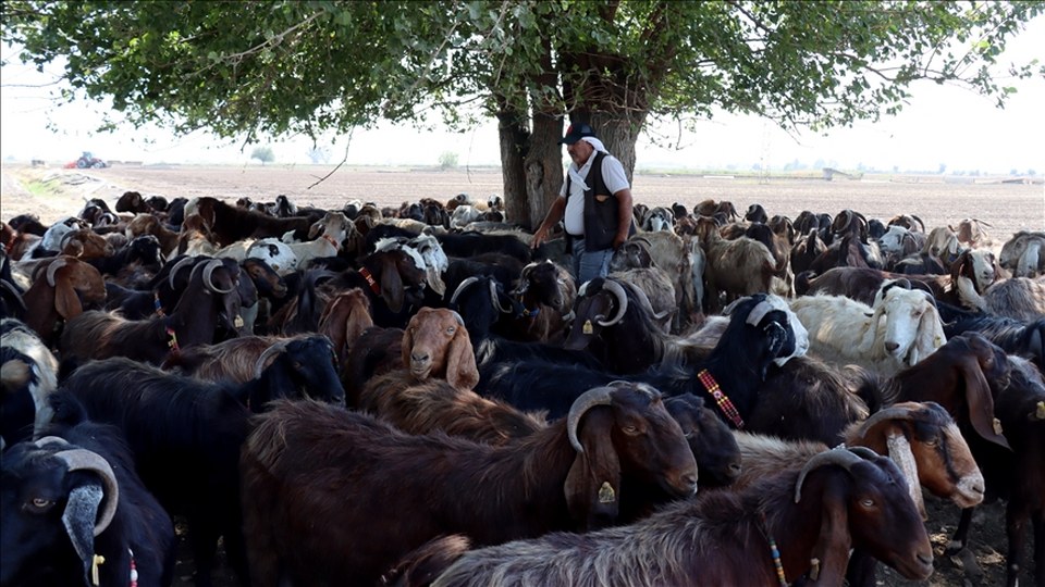 Depremde hayvanları telef olan besici devlet desteğiyle sürüsünü büyüttü