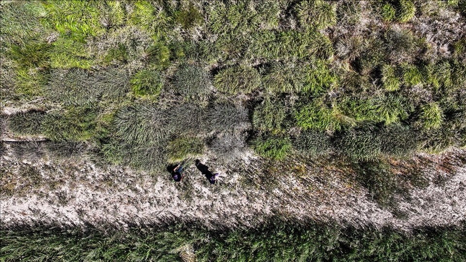 Alternatif yem bitkisi “dallı darı” su tüketimini ve üretim maliyetini düşürüyor