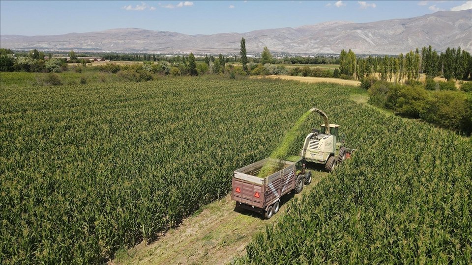 Erzincan’da silajlık mısır üretimi hayvancılığı güçlendirip besiciye kazanç sağlıyor