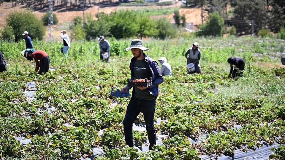 Devlet desteğiyle kurulan soğuk hava deposunda saklanan çilekler 50 ülkeye gönderiliyor