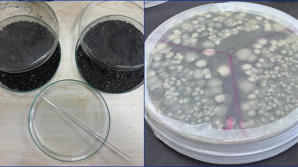 Petrolle kirlenmiş topraklar deniz bakterileriyle temizleniyor