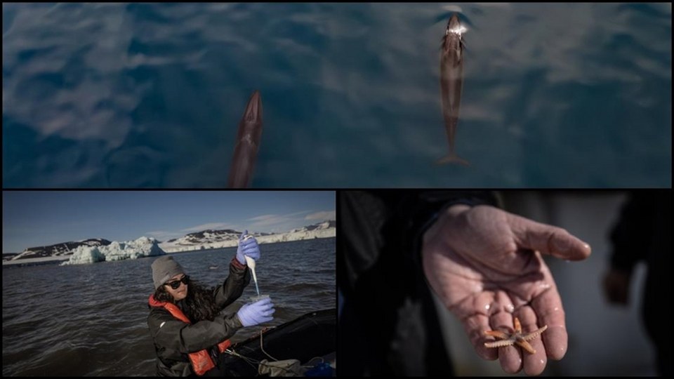 Bilim insanları Arktik’te nadir görülen Sei balinalarını gözlemledi