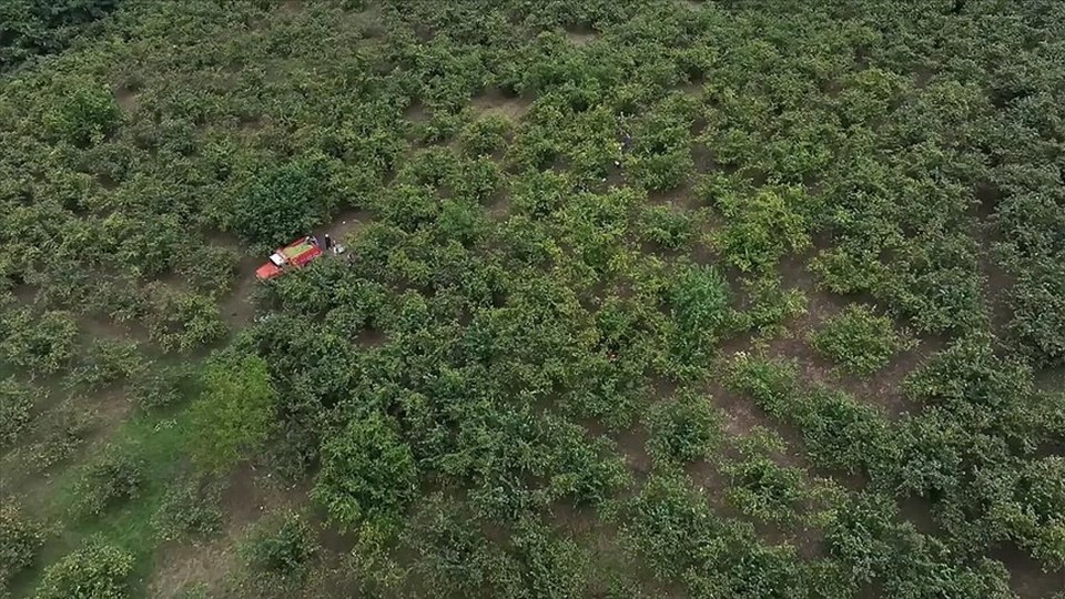 Hasat döneminde çocuklarda nefes borusuna fındık kaçma riski artıyor