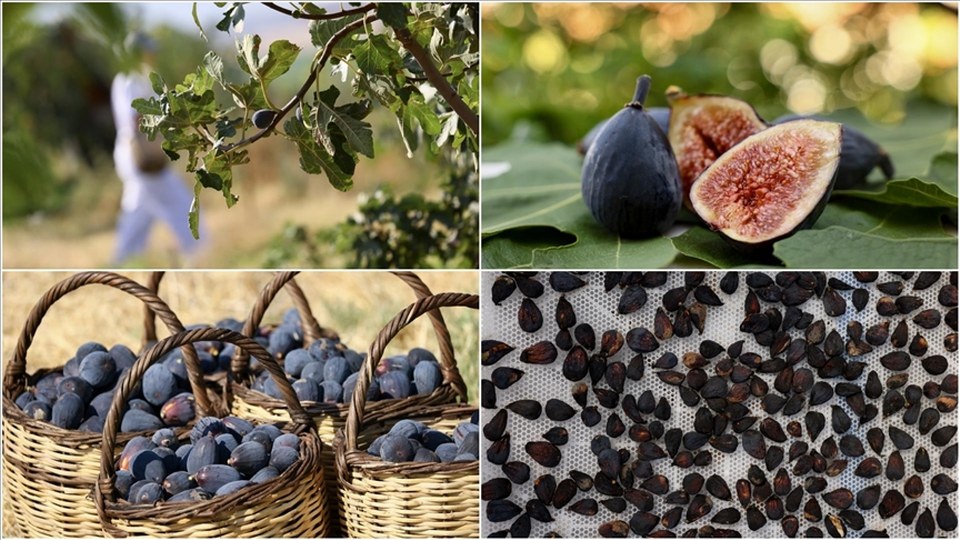 Türkiye’nin yeni kuru incir çeşidi “siyah orak”ta hasat sürüyor