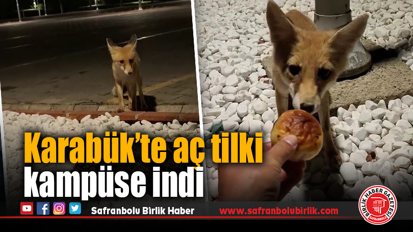 Tilki, Karabük Üniversitesi Kampüsünde Güvenlik Görevlisinin Elinden Poğaça Yedi