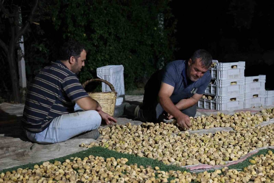 İncir üreticisi gecesini gündüzüne katarak üretim yapıyor