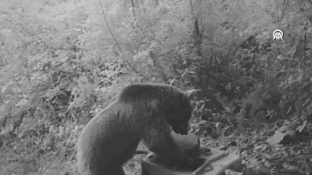 Kastamonu’da köyün su deposuna zarar veren bozayı fotokapanla görüntülendi