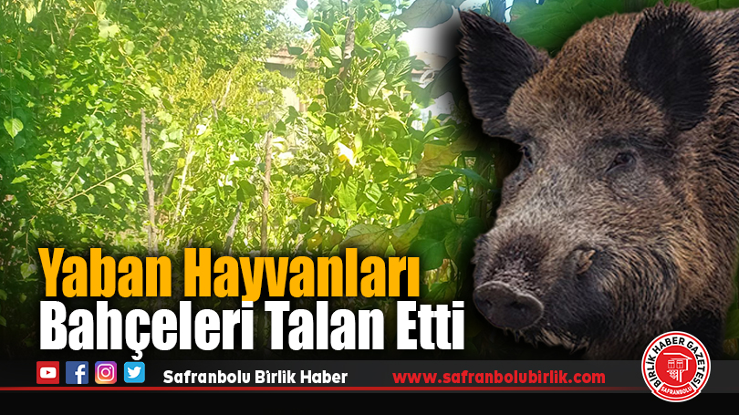Yaban hayvanları bahçeleri talan etti