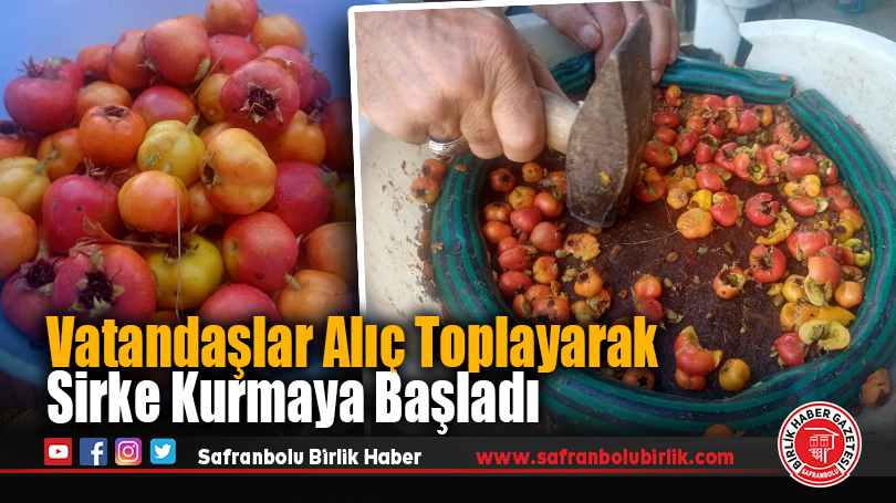 Vatandaşlar Alıç Toplayarak Sirke Kurmaya Başladı