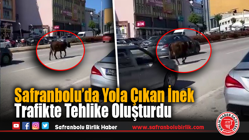 Safranbolu’da Yola Çıkan İnek Trafikte Tehlike Oluşturdu