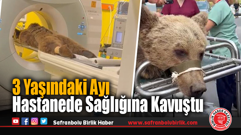 Aşırı Meyve Yiyen Ayı, Bilgisayarlı Tomografi ile Tedavi Edildi