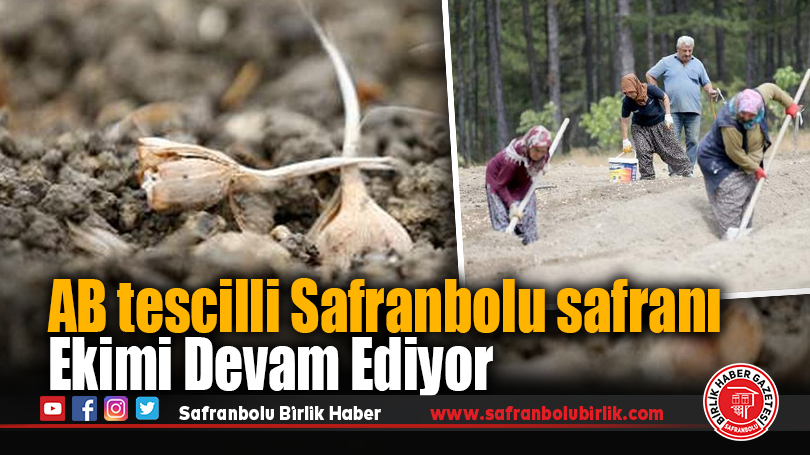 Safranbolu’da Avrupa Birliği Tescilli Safran Ekimleri Devam Ediyor