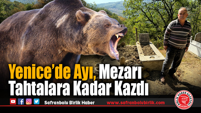 Karabük’te ayı mezarlığa girdi, mezarları kazdı