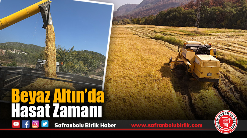 Beyaz Altın’da hasat zamanı