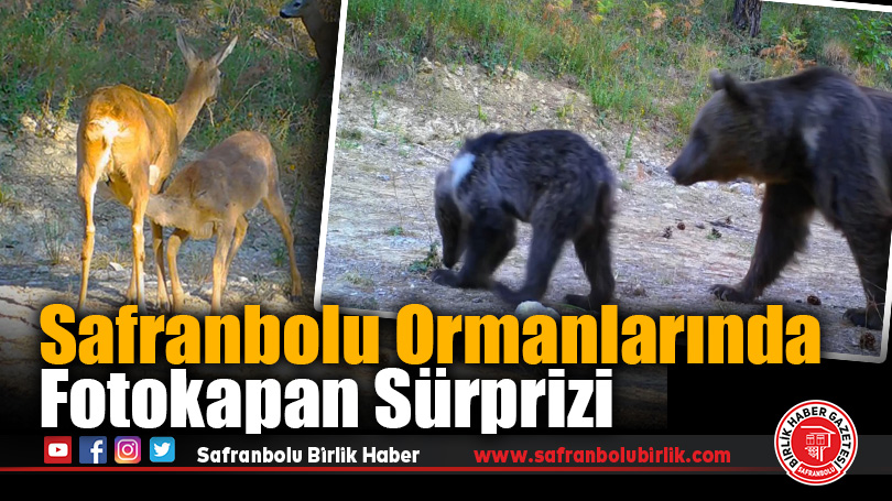 Safranbolu ormanlarında fotokapan sürprizi