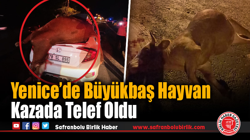 Yenice’de Büyükbaş Hayvan Kazada Telef Oldu
