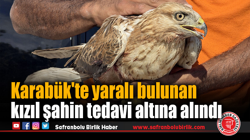 Karabük’te yaralı bulunan kızıl şahin tedavi altına alındı