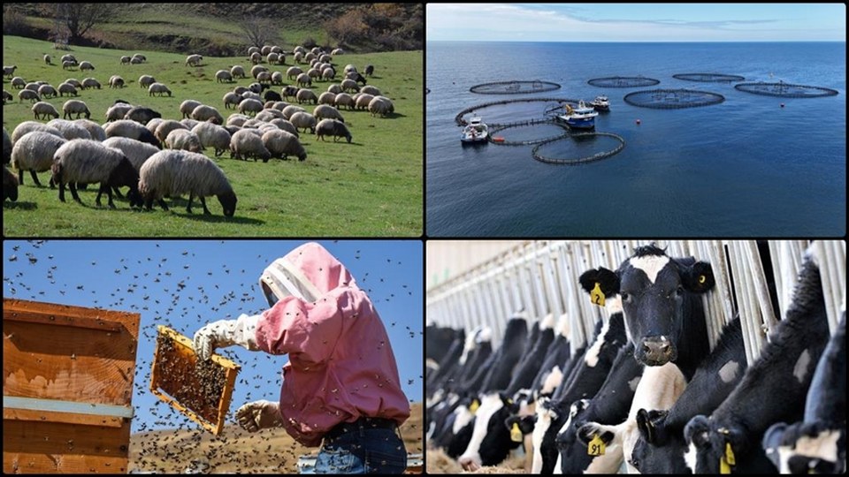 Hayvancılıkla ilgili destekleme miktarlarında artışa gidildi