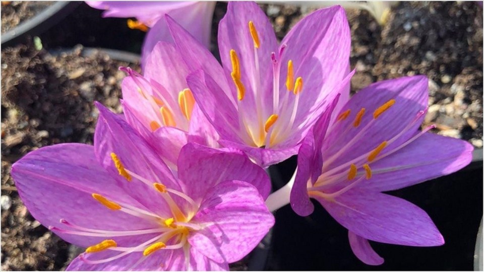 Ailevi Akdeniz Ateşi hastalığının tedavisinde kullanılan ilacın ham maddesi artık Türkiye’de üretiliyor