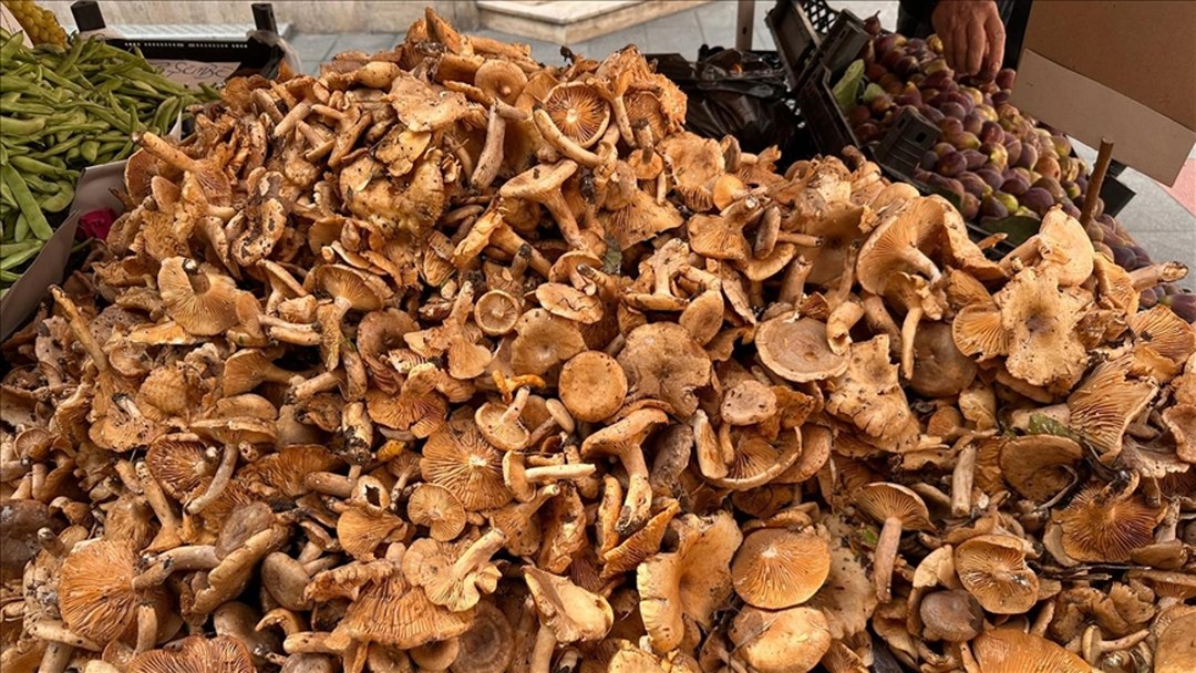 Uzmanından “doğadan toplanan bazı mantarların ölümcül zehirlenmeye yol açabileceği” uyarısı