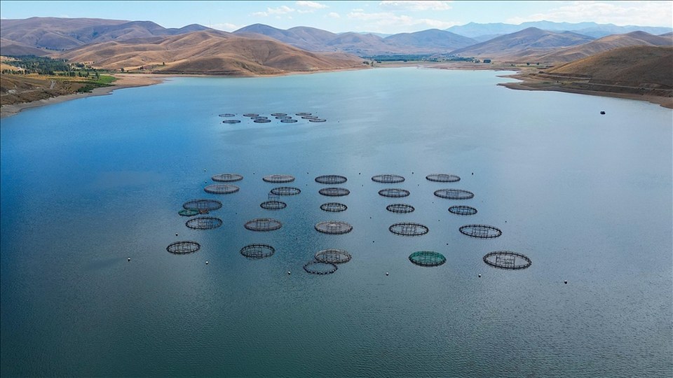 Bayburt’ta yetiştirilen Türk somonlarının Rusya’daki sofralara yolculuğu başladı