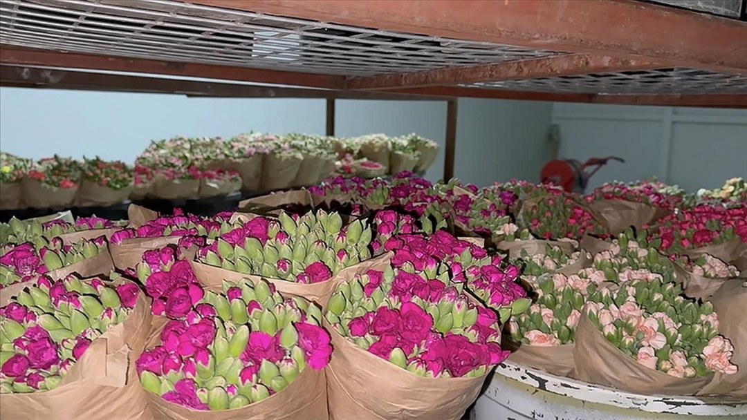 Isparta’nın karanfilleri Avrupa pazarında açıyor