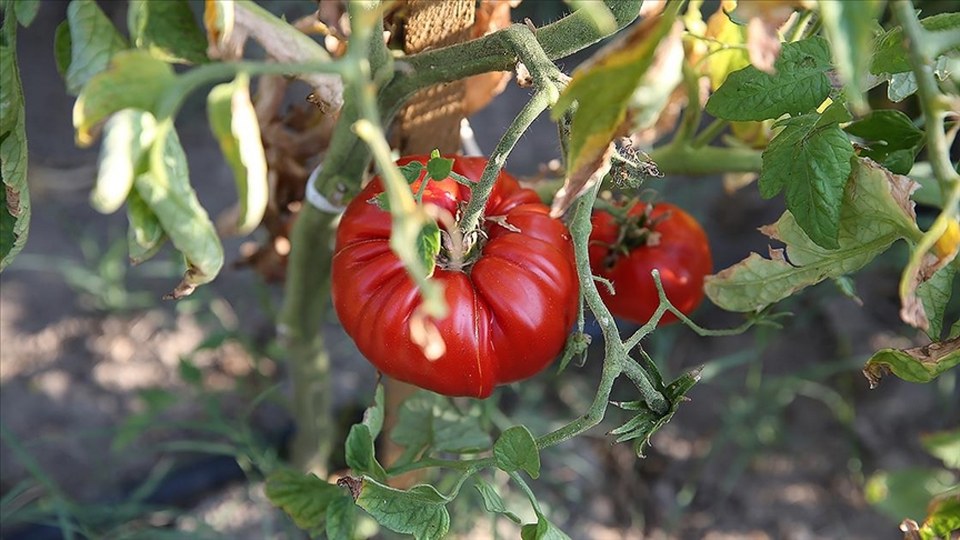 Türkiye domateste ve domates tohumculuğunda dünyanın güçlü oyuncusu