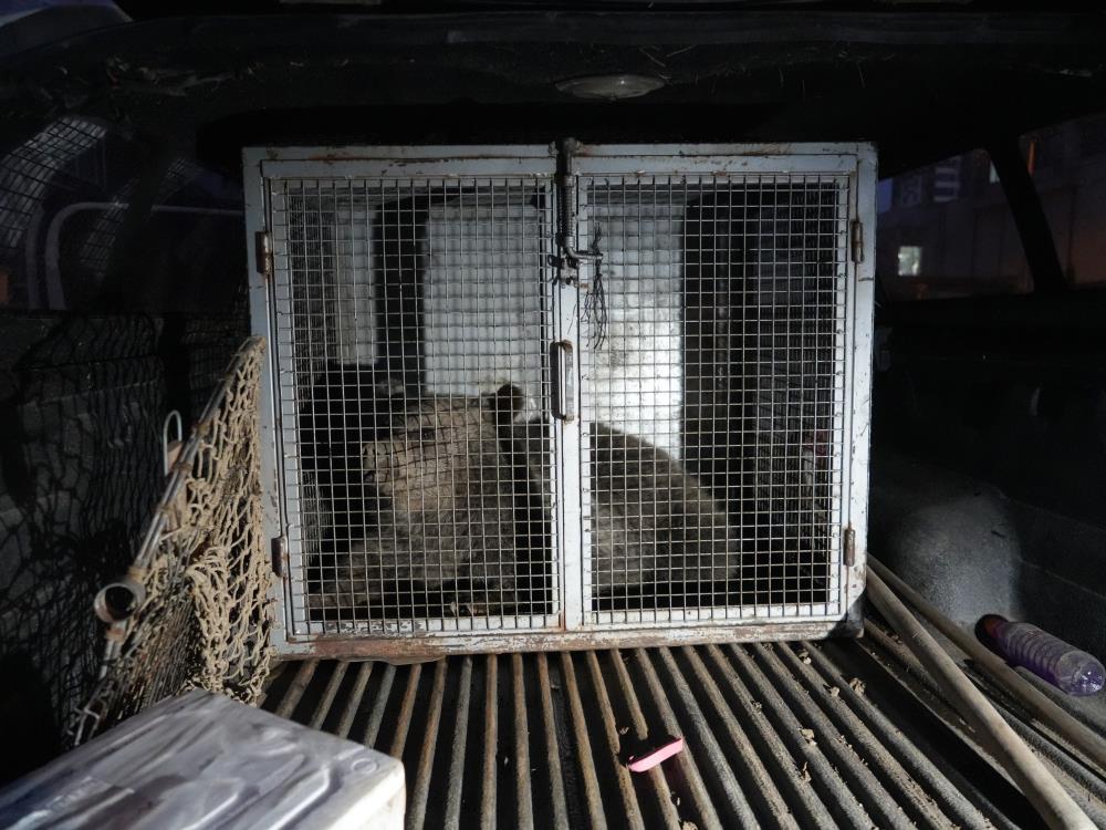 Maskot haline gelen yavru ayılar, koruma altına alındı