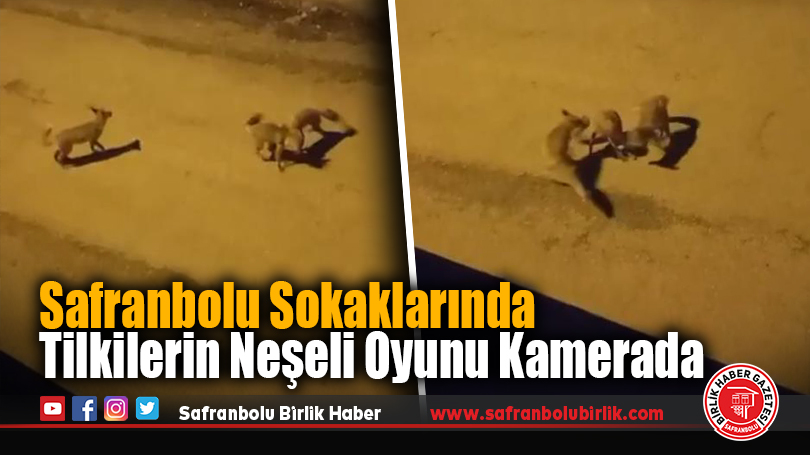 Safranbolu Sokaklarında Tilkilerin Neşeli Oyunu Kamerada