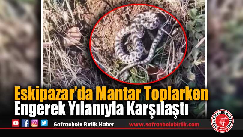 Eskipazar’da Mantar Toplarken Engerek Yılanıyla Karşılaştı