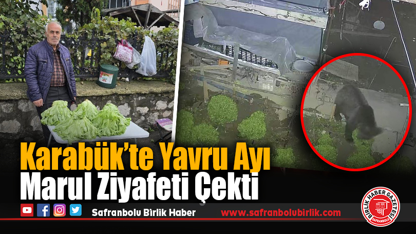 Yavru Ayı Karabük’te Marul Ziyafeti Çekti