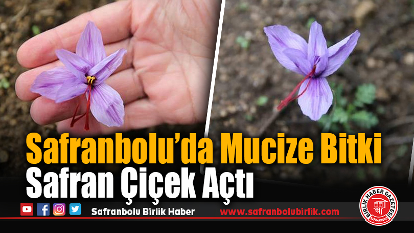 Safranbolu’da Mucize Bitki Safran Çiçek Açtı