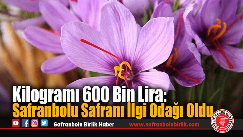 Kilogramı 600 Bin Lira: Safranbolu Safranı İlgi Odağı Oldu