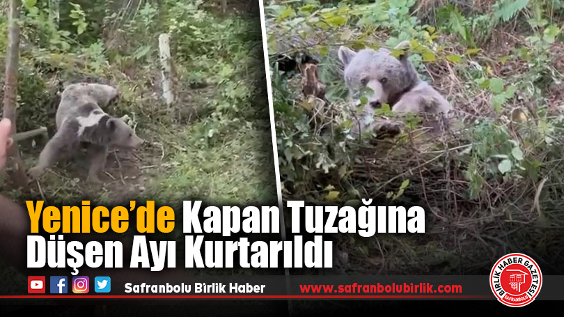Kapana yakalanan ayı kurtarıldı