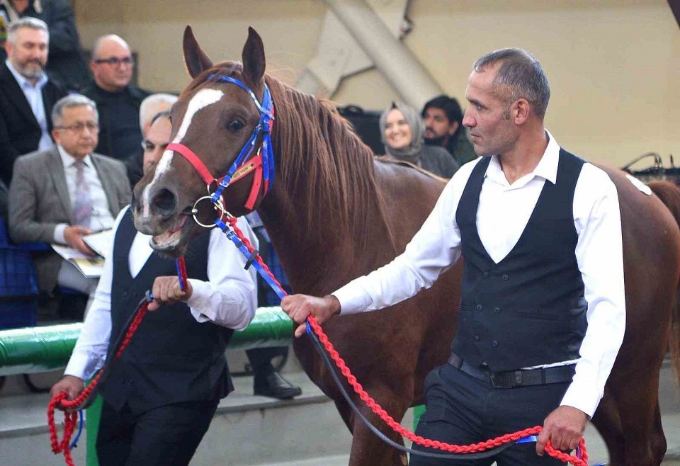 Sultansuyu’nun şampiyon tayları Veliefendi’de rekor fiyatlara satıldı