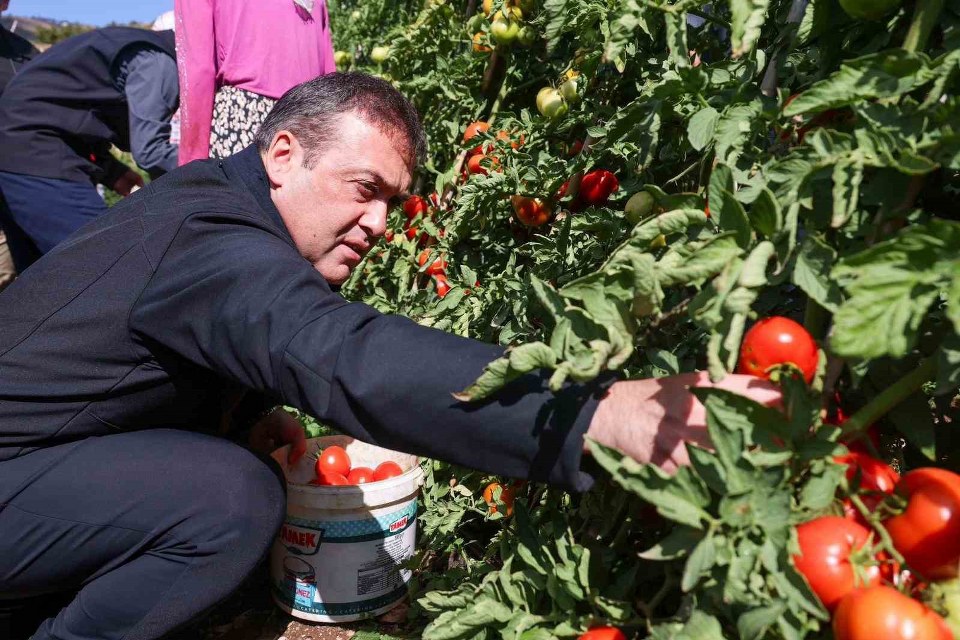 Bilecik’te 14 bin 400 dekar alanda sofralık, 2 bin 608 dekar alanda salçalık domates üretimi yapılıyor