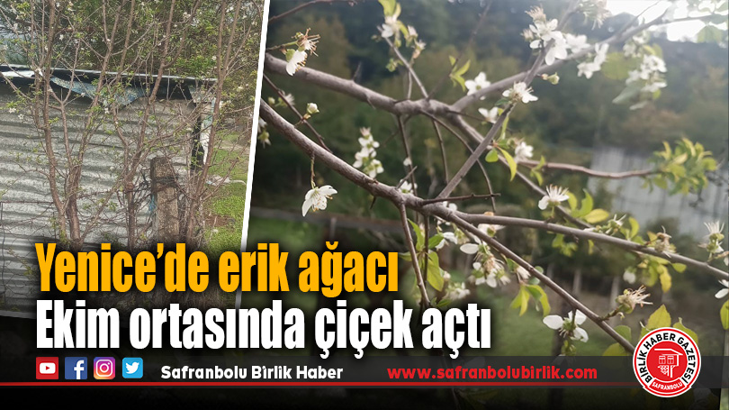 Yenice’de erik ağacı ekim ortasında çiçek açtı