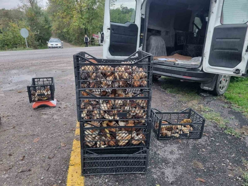 Sinop’tan Avrupa’ya mantar ihracatı