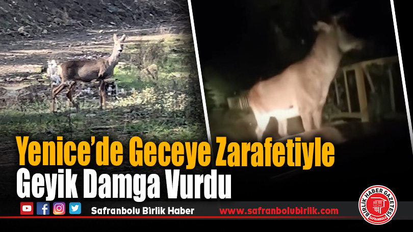 Yenice Ormanlarında Geyik ve Karaca Görüntülendi