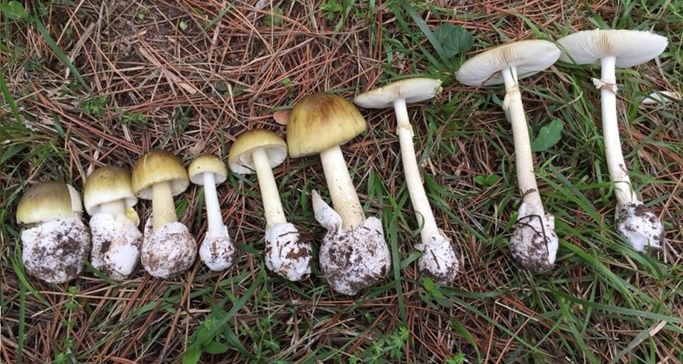 Mantar sezonu başladı: Uzmanlar zehirlenmelere karşı uyardı