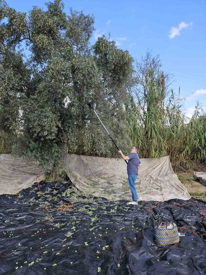 Aydın’da yağışların ardından zeytin hasadı başladı