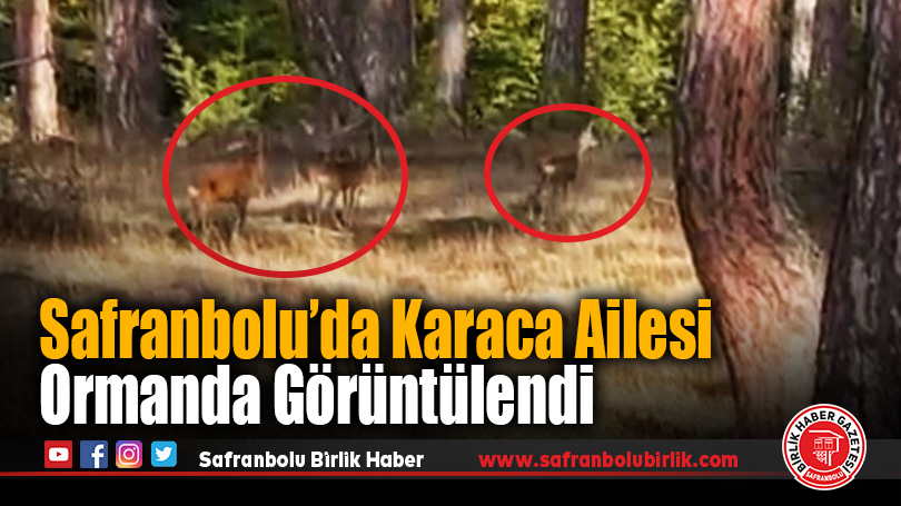 Safranbolu’da Karaca Ailesi Ormanda Görüntülendi