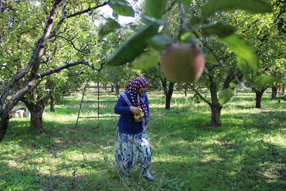Zirai donun vurduğu Amasya misket elmasında bu yıl hasat yok