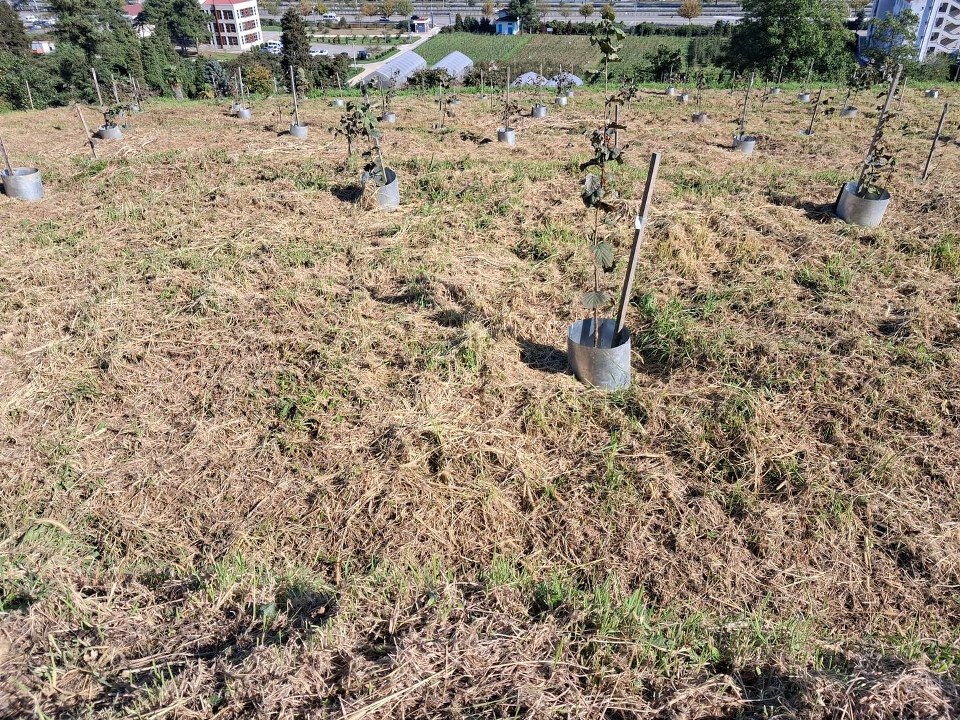 Fındıkta rekolte ve randıman artıracak çalışma