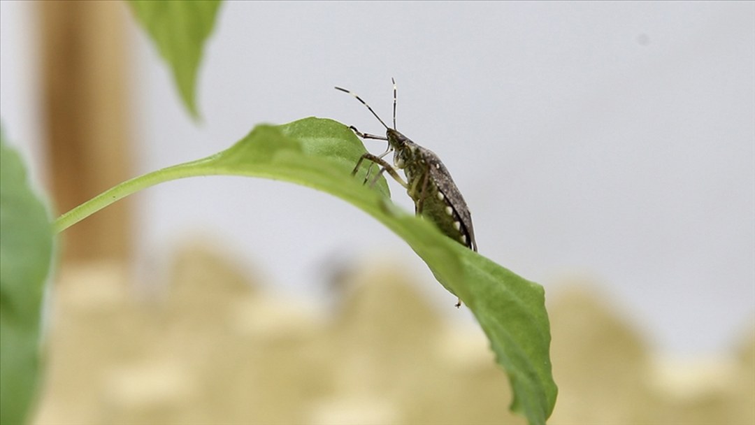 Kahverengi kokarca zararlısına karşı 1 milyondan fazla hane ilaçlandı