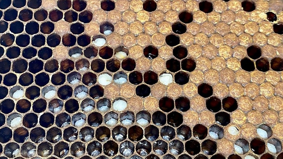 Apiterapi otoimmün hastalıkların tedavisinde umut oluyor