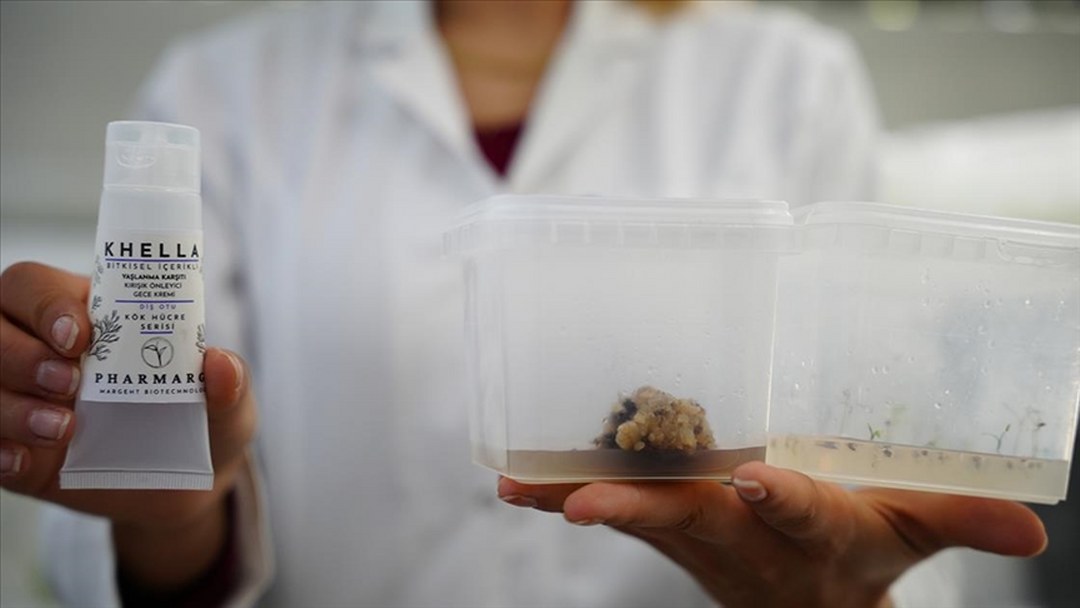 Çanakkale Teknopark’ta bitki kök hücresinden kırışıklık giderici krem geliştirildi