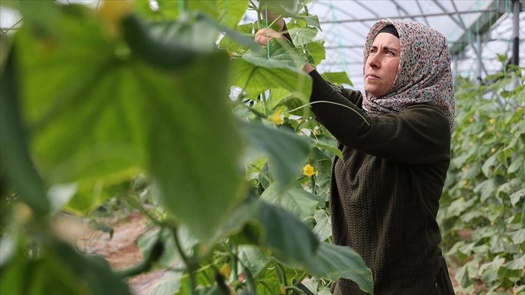 Kadın girişimci devlet desteğiyle kurduğu serada üretime katkı sağlıyor