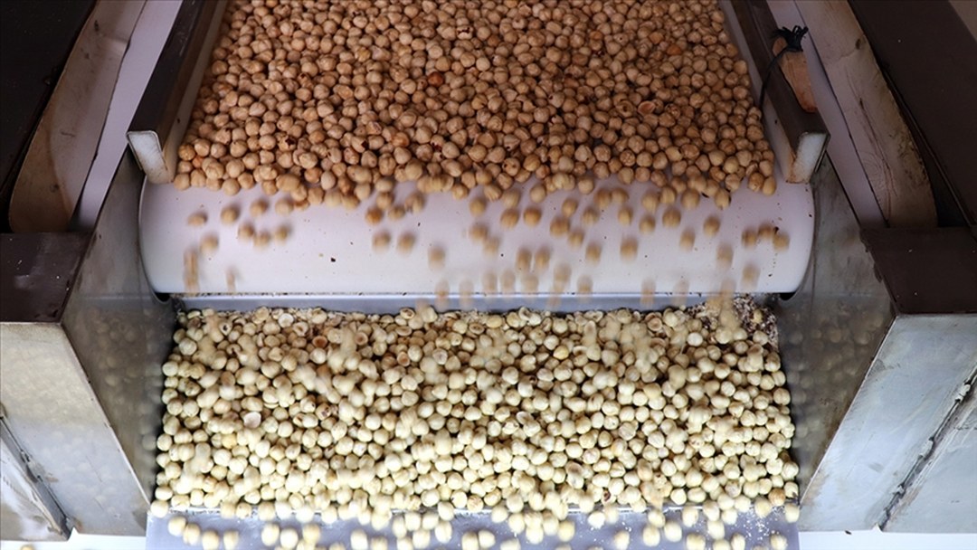 Türkiye fındık ihracatından 9 ayda 1,6 milyar doları aşkın gelir sağladı