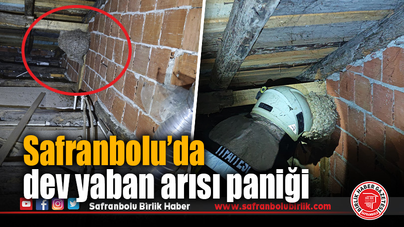 Safranbolu’da dev yaban arısı paniği